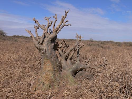 Adenium-somalense-Marsabit-severne-GPS172-Kenya-2012 PV0763