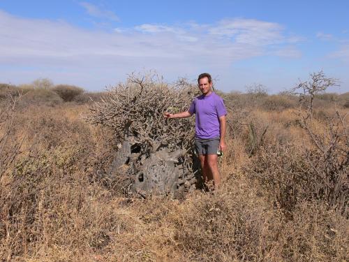 Adenium-somalense-Marsabit-severne-GPS172-Kenya-2012 PV0768