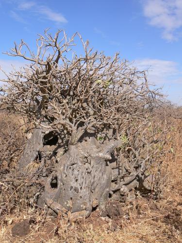 Adenium-somalense-Marsabit-severne-GPS172-Kenya-2012 PV0771