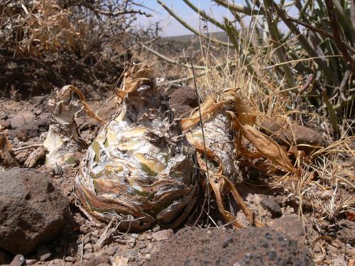 Albuca-sp-Marsabit-Gof-Choba-GPS170-Kenya-2012 PV0685