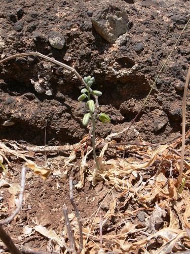 Albuca-sp-Marsabit-Gof-Choba-GPS170-Kenya-2012 PV0714
