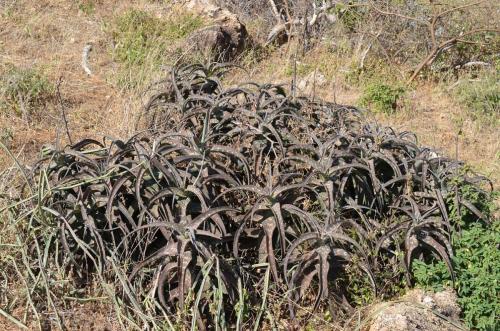 Aloe-aff-scabrifolia-Sololo-to-Uran-GPS179-Kenya-2014 1288