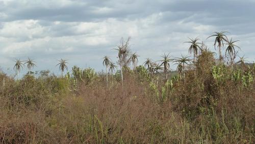 Aloe-ballyi-Maktau-to-Voi-GPS185-Kazungu-P1030884