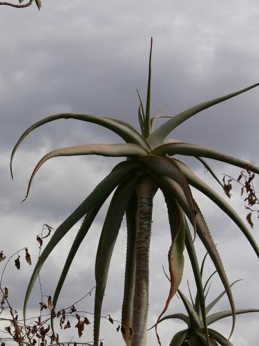 Aloe-ballyi-Maktau-to-Voi-GPS185-Kenya-2012 PV1558