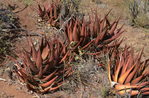 Aloe-classenii-Kasigau-GPS183-Kenya-2014 1666