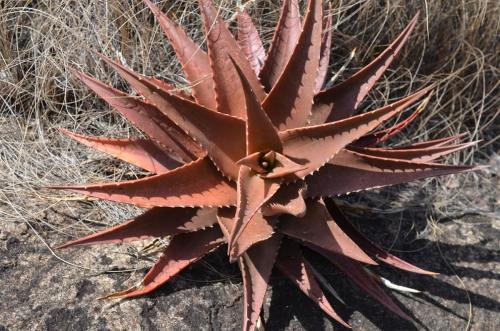 Aloe-classenii-Kasigau-GPS183-Kenya-2014 1682