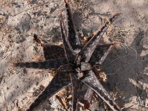Aloe-kilifiensis-PV2529-Bamba-GPS187-Kenya-2012 PV1682