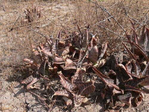 Aloe-kilifiensis-PV2529-Bamba-GPS187-Kenya-2012 PV1683