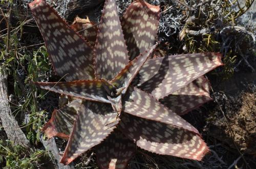 Aloe-lateritia-Kasigau-GPS183-Kenya-2014 1704