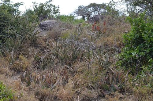 Aloe-lateritia-PV2750-Aloe-rabaiensis-Mariakani-vychodne-GPS182-Kenya-2014 1555