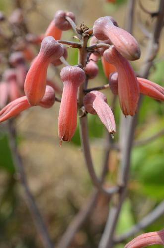 Aloe-lateritia-PV2750-Mariakani-vychodne-GPS182-Kenya-2014 1549
