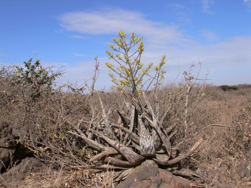 Aloe-pirottae-PV2500-Marsabit-severne-GPS172-Kenya-2012 PV0752