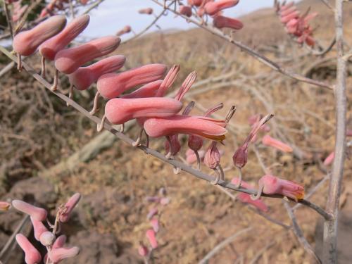 Aloe-scabrifolia-PV2502-Marsabit-severne-GPS173-Kenya-2012 PV0796