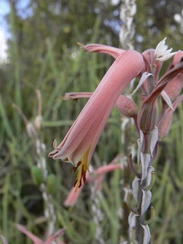 Aloe-sp-Ghazi-u-skoly-Kenya-2012 PV1621