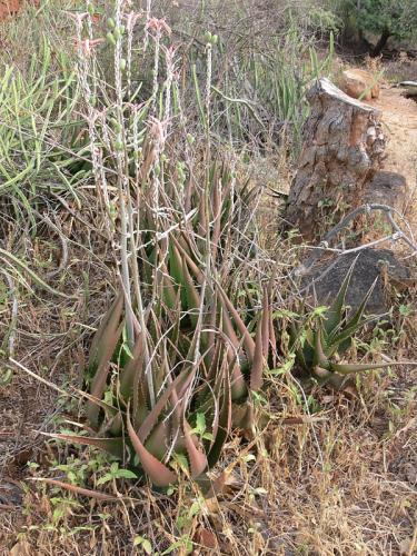 Aloe-sp-Ghazi-u-skoly-Kenya-2012 PV1622