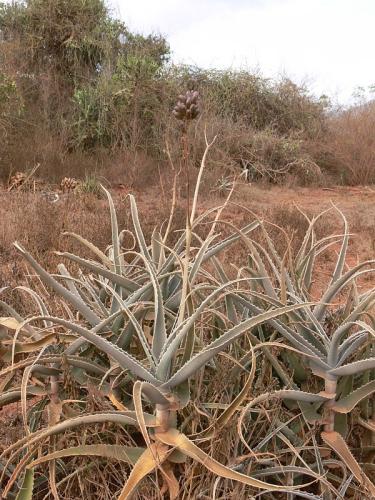 Aloe-sp-Maktau-to-Voi-GPS185-Kenya-2012 PV1577
