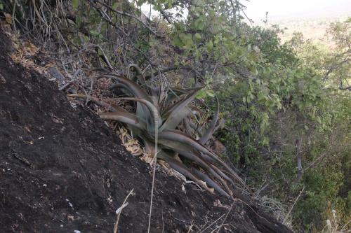 Aloe-sp-Sololo-Italian-mission-Furole-GPS178-Kenya-2014-Christian-IMG 3194