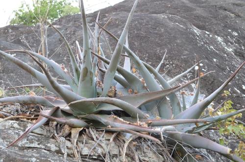 Aloe-sp-Sololo-Italian-mission-Furole-GPS178-Kenya-2014 1253