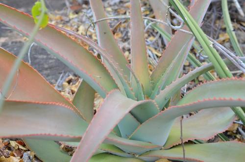 Aloe-sp-Sololo-Italian-mission-Furole-GPS178-Kenya-2014 1260