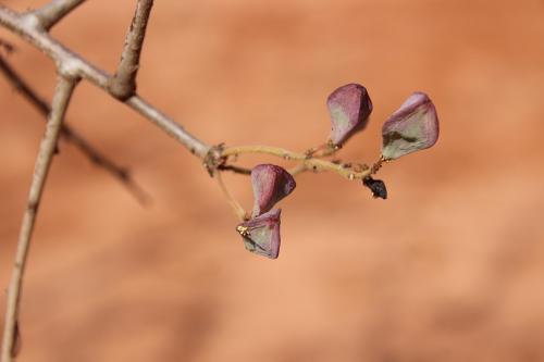 Boswellia-neglecta-Kasigau-to-Marunga-Kenya-2014-Christian-IMG 4182