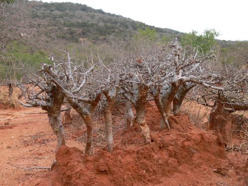 Boswellia-neglecta-Sagala-GPS183-Kenya-2012 PV1438