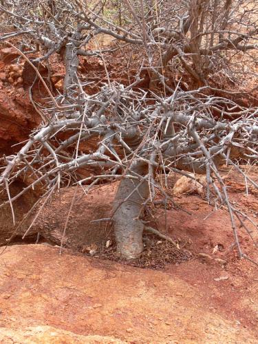 Boswellia-neglecta-Sagala-Kenya-2012 PV1407