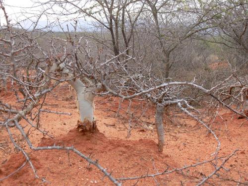 Boswellia-neglecta-a-Commiphora-eminii-Sagala-GPS183-Kenya-2012 PV1444