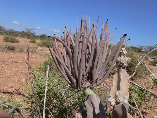 Caralluma-acutangula-Archers-Post-GPS181-Kenya-2012 PV1299