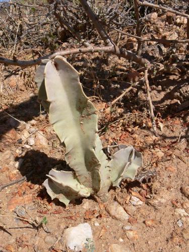 Caralluma-acutangula-Archers-Post-GPS181-Kenya-2012 PV1313