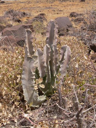 Caralluma-acutangula-Marsabit-SZ-GPS179-Kenya-2012 PV1111