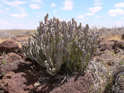 Caralluma-acutangula-Marsabit-severne-od-GPS173-Kenya-2012 PV0893