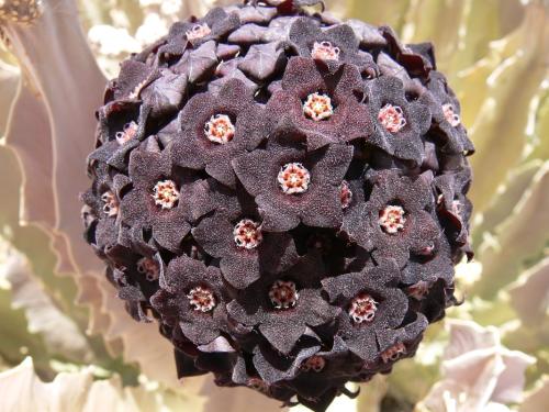 Caralluma-acutangula-PV2495-Merille-Kenya-2012 PV1231