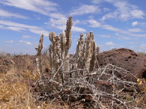 Caralluma-acutangula-a-Commiphora-kua-Marsabit-severne-od-GPS173-Kenya-2012 PV0897