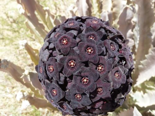 Caralluma-acutangulaMerille-Kenya-2012-Kazungu-P1000735