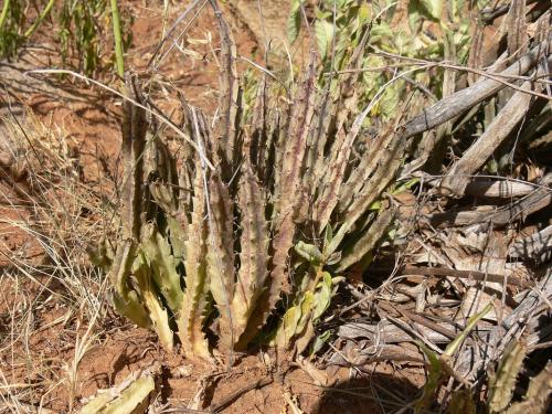 Caralluma-gracilipes-Ghazi-GPS163-Kenya-2012 PV0118