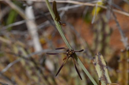 Caralluma-gracilipes-Ghazi-Kenya-2014 0079