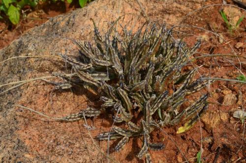 Caralluma-gracilipes-Ghazi-Kenya-2014 0147