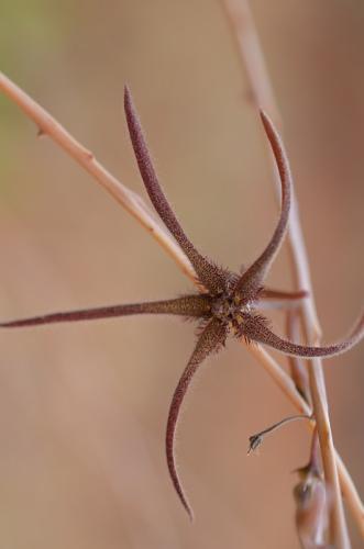 Caralluma-gracilipes-PV2740-Ghazi-u-skoly-Kenya-2014 1849