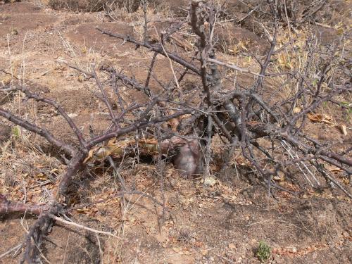 Commiphora-kua-Marsabit-severne-GPS174-Kenya-2012 PV0818