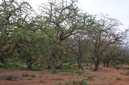 Commiphora-sp-Ghazi-to-Voi-Kenya-2014 0211