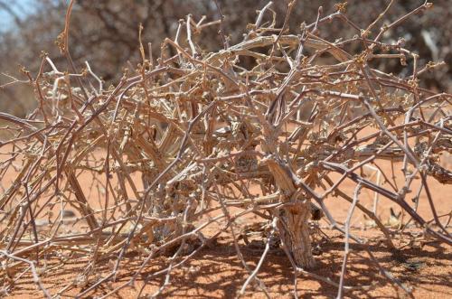 Corallocarpus-glomeruliflorus-Marsabit-28km-SZ-GPS178-v-2012-Kenya-2014 1383