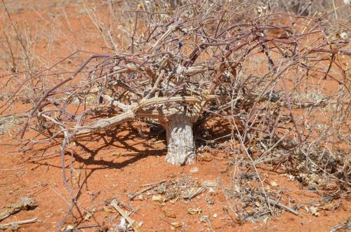 Corallocarpus-glomeruliflorus-Marsabit-28km-SZ-GPS178-v-2012-Kenya-2014 1386