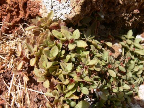 Crassula-sp-Marsabit-severne-Gof-Choba-GPS171-Kenya-2012 PV0720