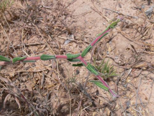 Euphorbia-aff-cuneata-Kiritiri-GPS167-Kenya-2012 PV0411