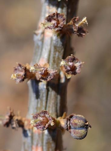 Euphorbia-cryptospinosa-Marsabit-severne-16km-GPS173-Kenya-2014 0585