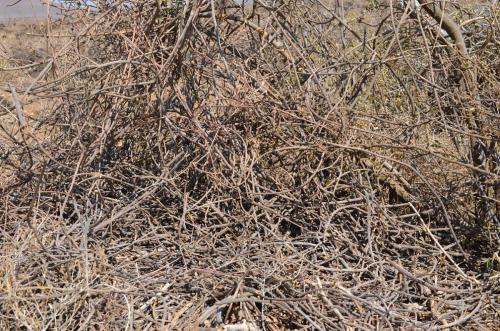 Euphorbia-cryptospinosa-Marsabit-severne-16km-GPS173-Kenya-2014 0587
