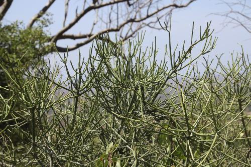 Euphorbia-tirucalli-Kasigau-GPS183-Kenya-2014-Christian-IMG 4061