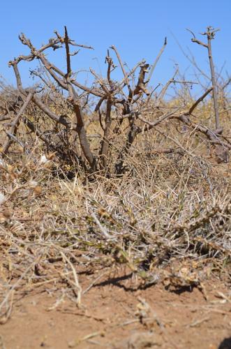 Plectranthus-Marsabit-severne-16km-GPS173-o-2km-dale-Kenya-2014 0785