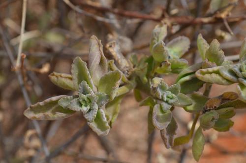 Plectranthus-Wangala-Kenya-2014 0054
