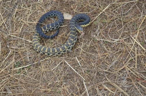 Had-Leiohekerodon-Mandritsara-jizne-smer-GPS243-Mad-2015 0874